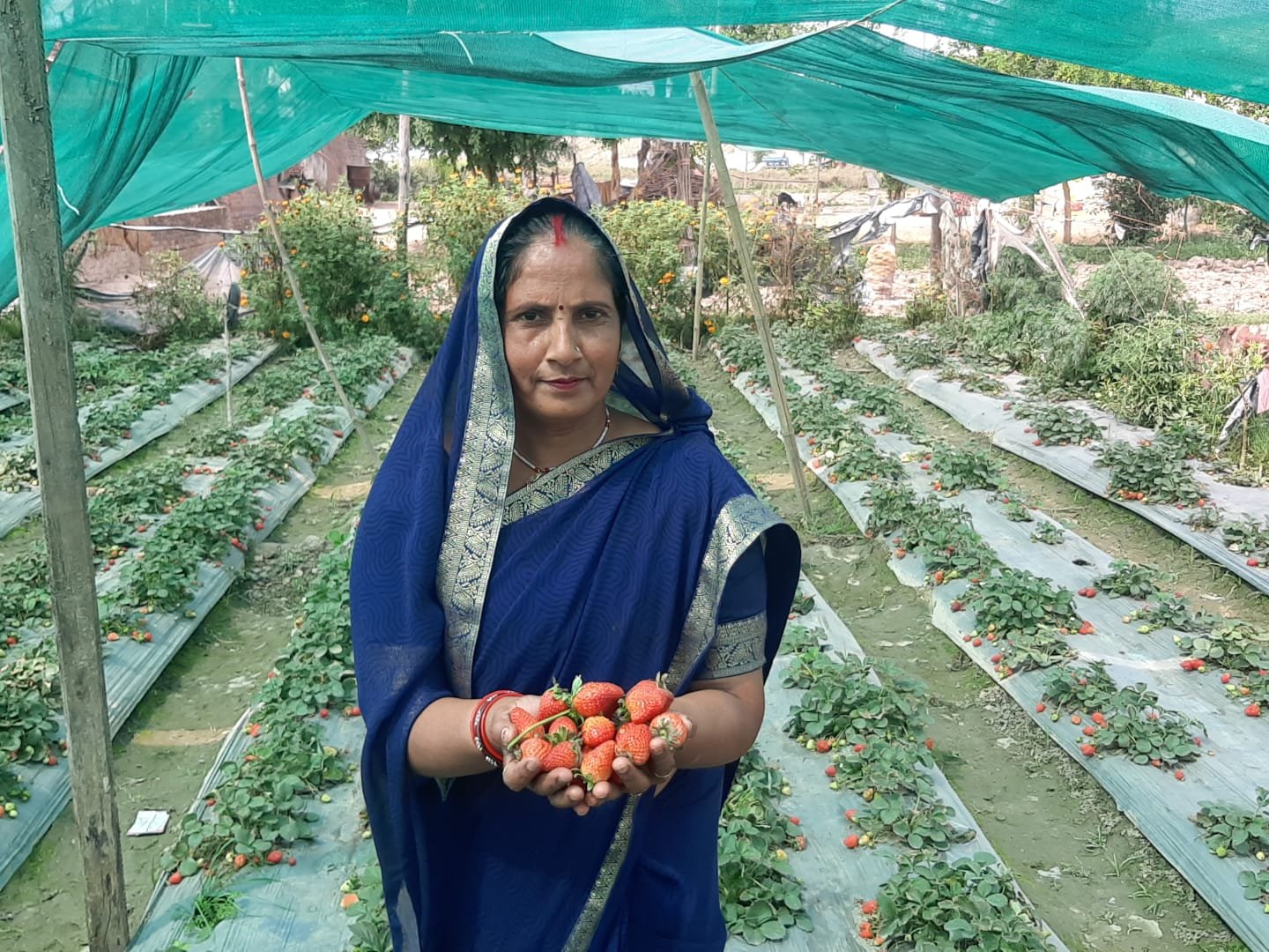 प्रगतिशील महिला किसान मंत्रावती ने उगाई स्ट्रॉबेरी यूपी में प्रथम स्थान पा हो चुकी सम्मानित 